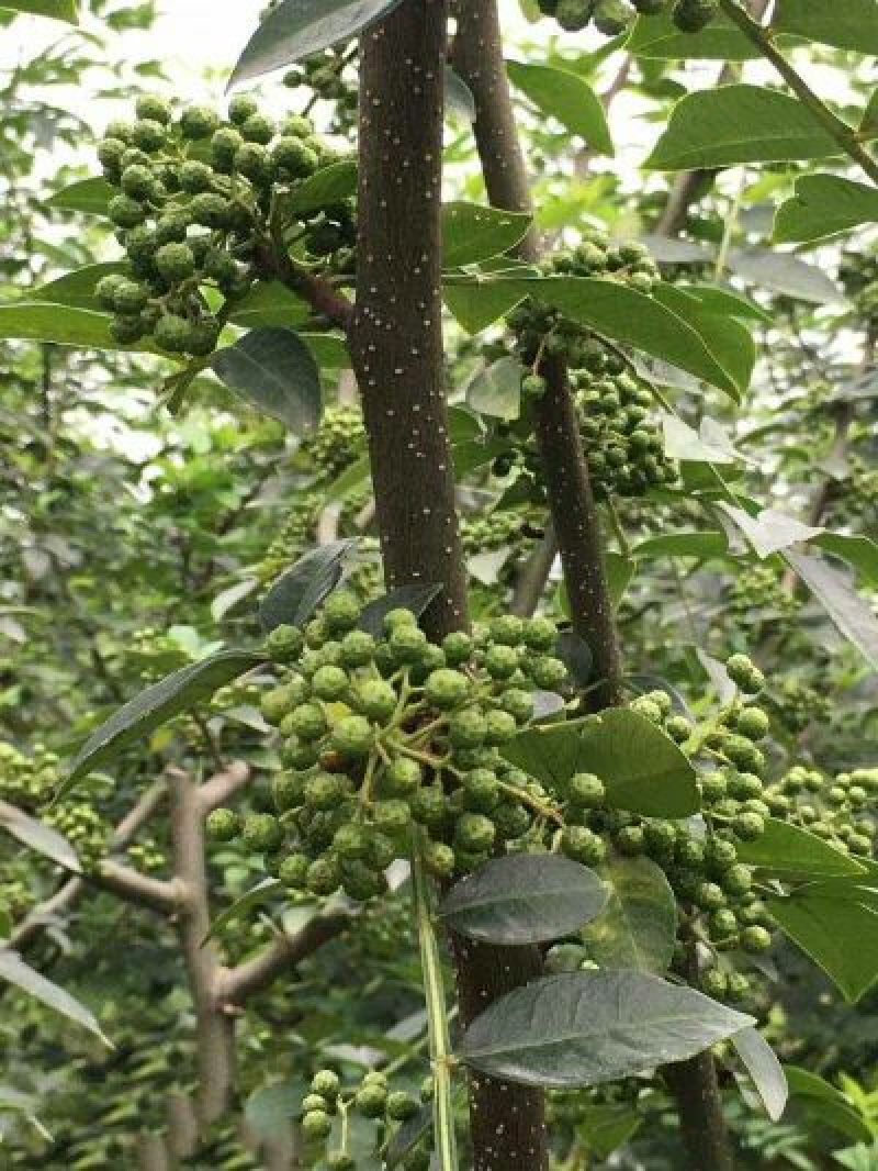 花椒苗大红袍花椒苗，无刺花椒苗提供技术指导