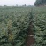 花椒苗大红袍花椒苗，无刺花椒苗提供技术指导