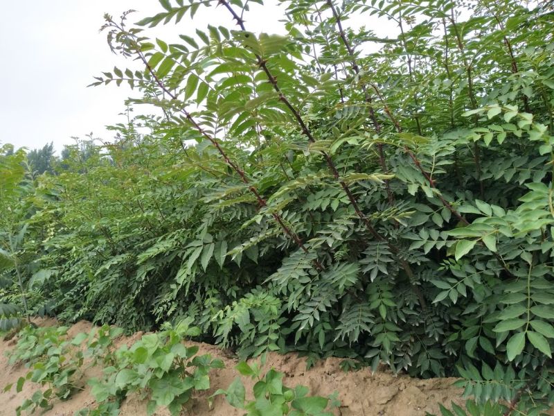 花椒苗大红袍花椒苗，无刺花椒苗提供技术指导