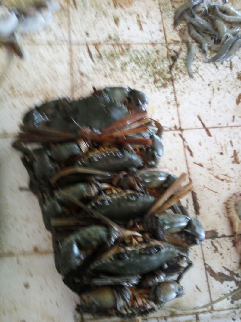 青蟹食用雄蟹