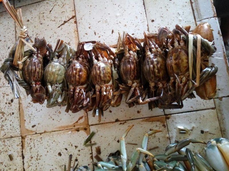 青蟹食用雄蟹