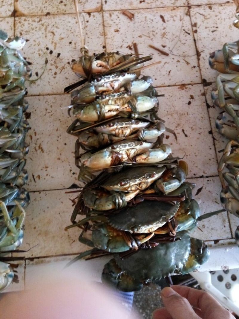 青蟹食用雄蟹