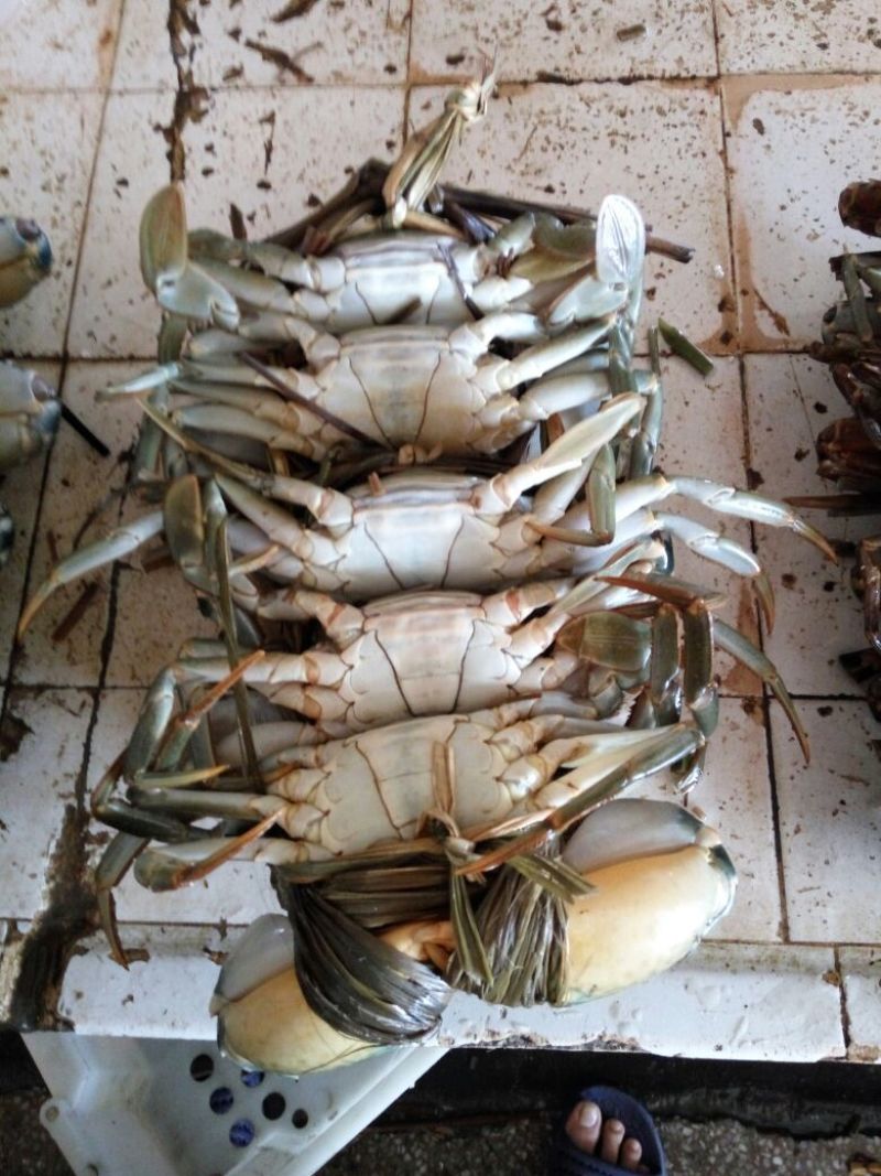 青蟹食用雄蟹