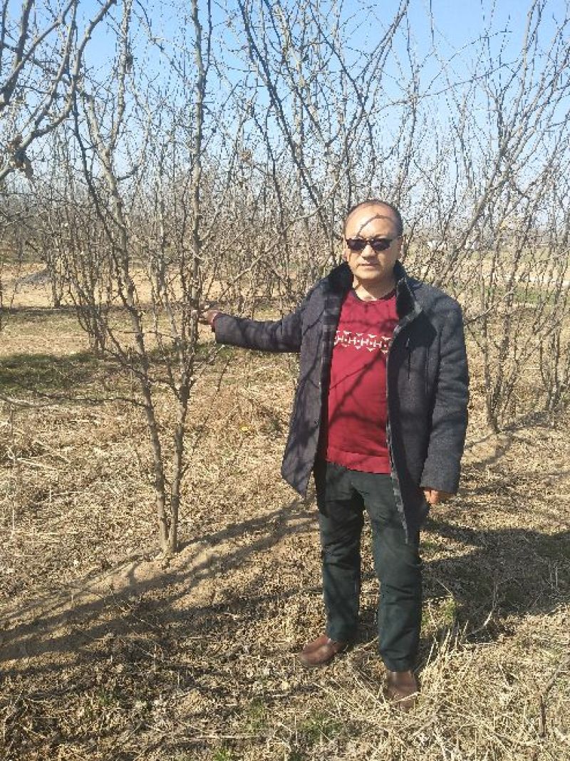 花椒苗大红袍花椒苗，无刺花椒苗提供技术指导