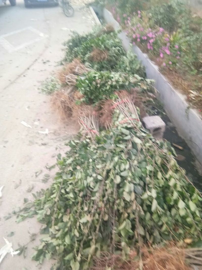 苹果树苗70~80cm