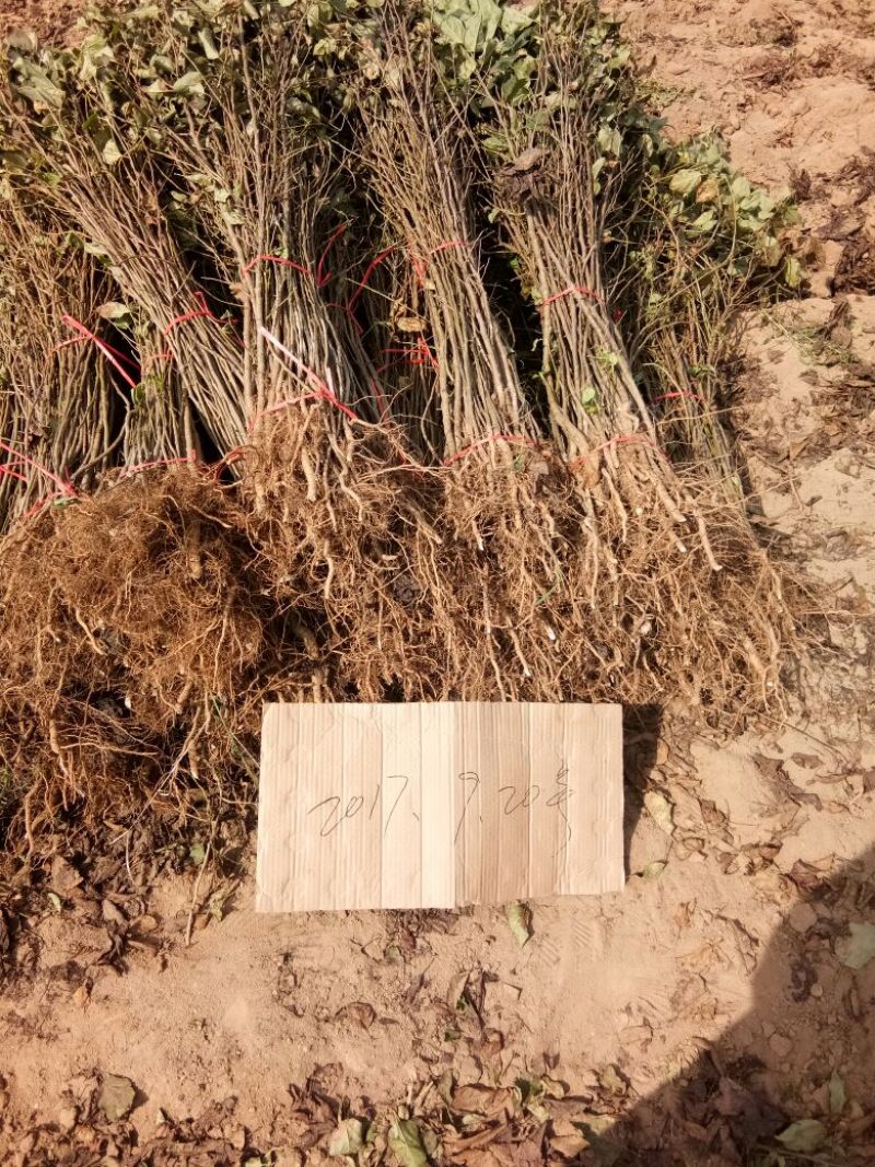 苹果树苗70~80cm