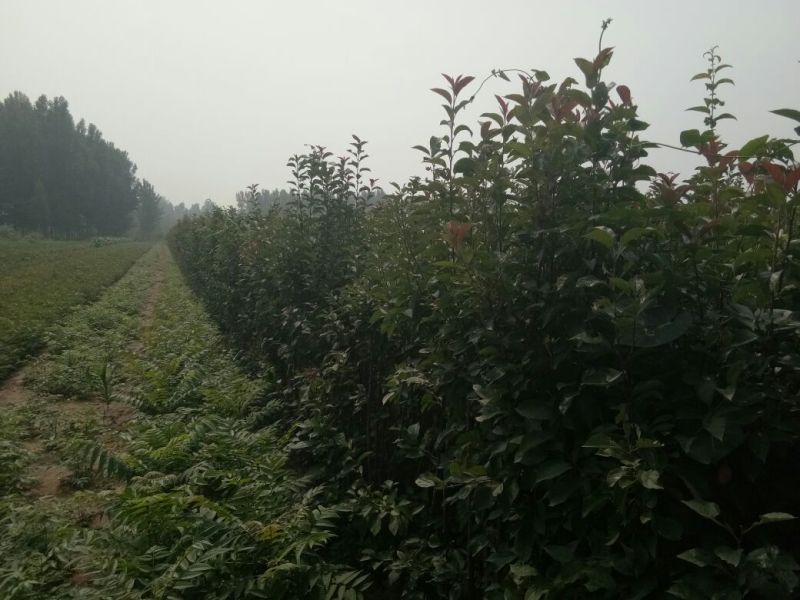 苹果树苗70~80cm