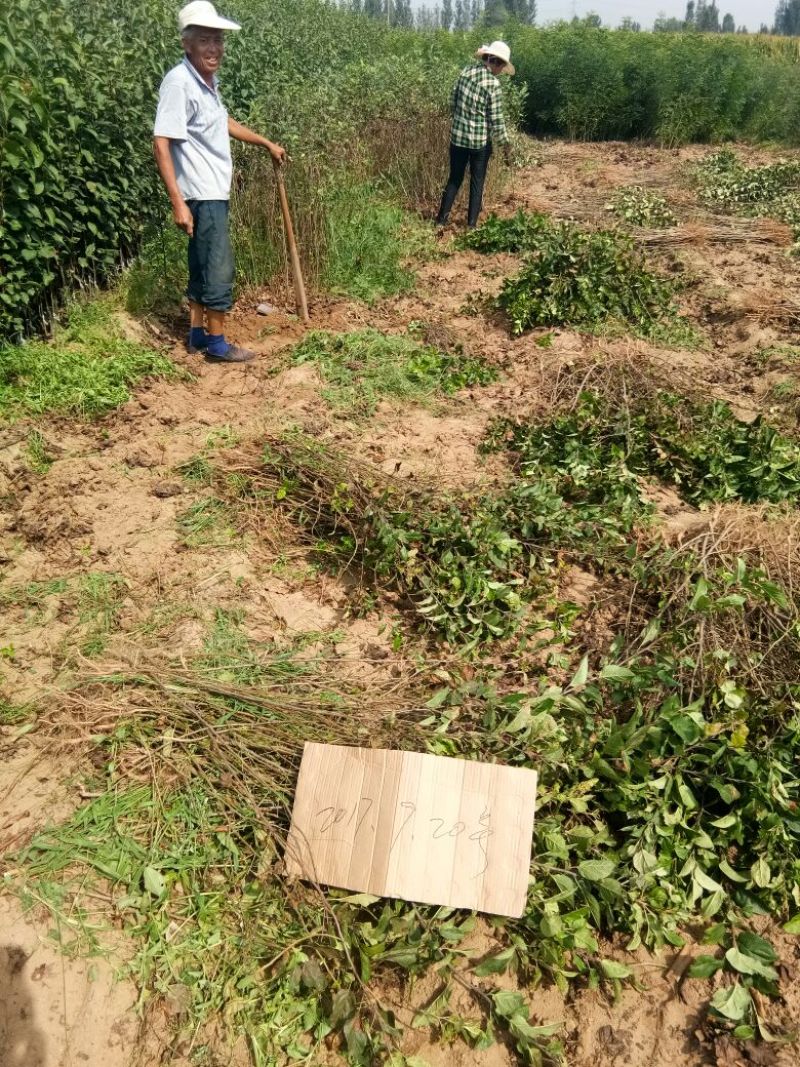 苹果树苗70~80cm