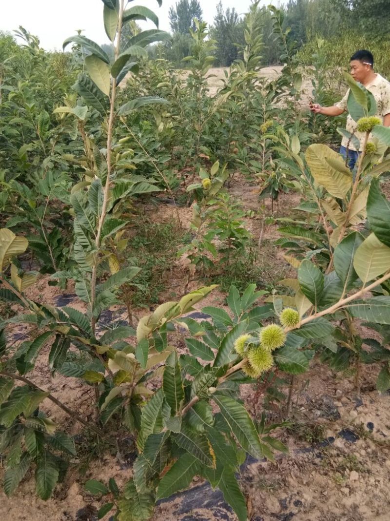 苹果树苗70~80cm