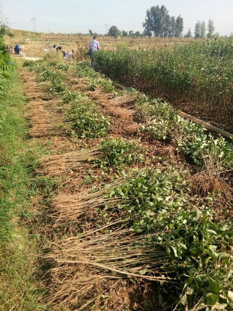 苹果树苗70~80cm