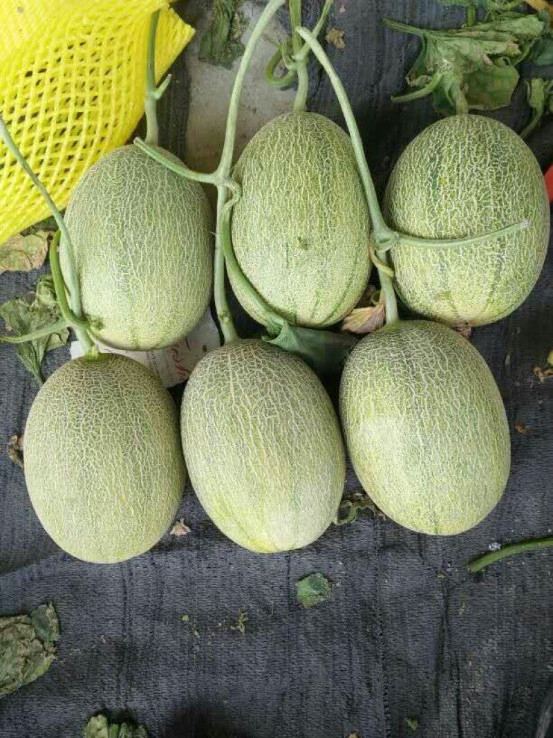 西州蜜瓜3斤以上长圆形