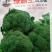 西兰花种子