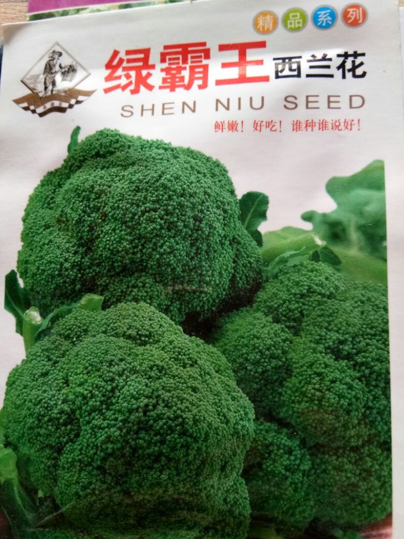 西兰花种子