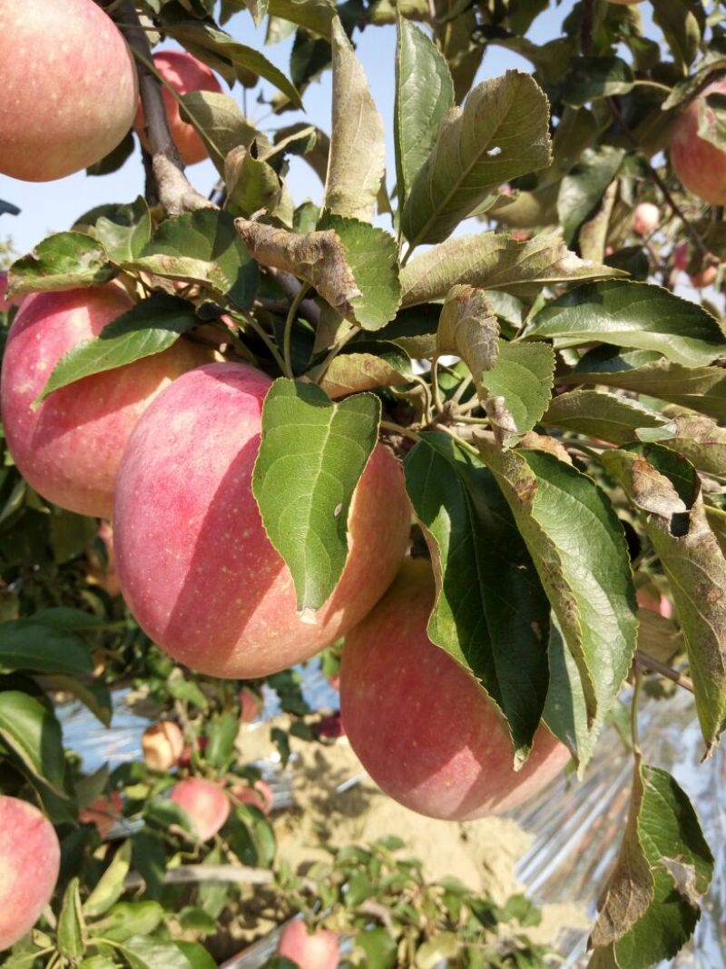寒富苹果75mm以上纸袋