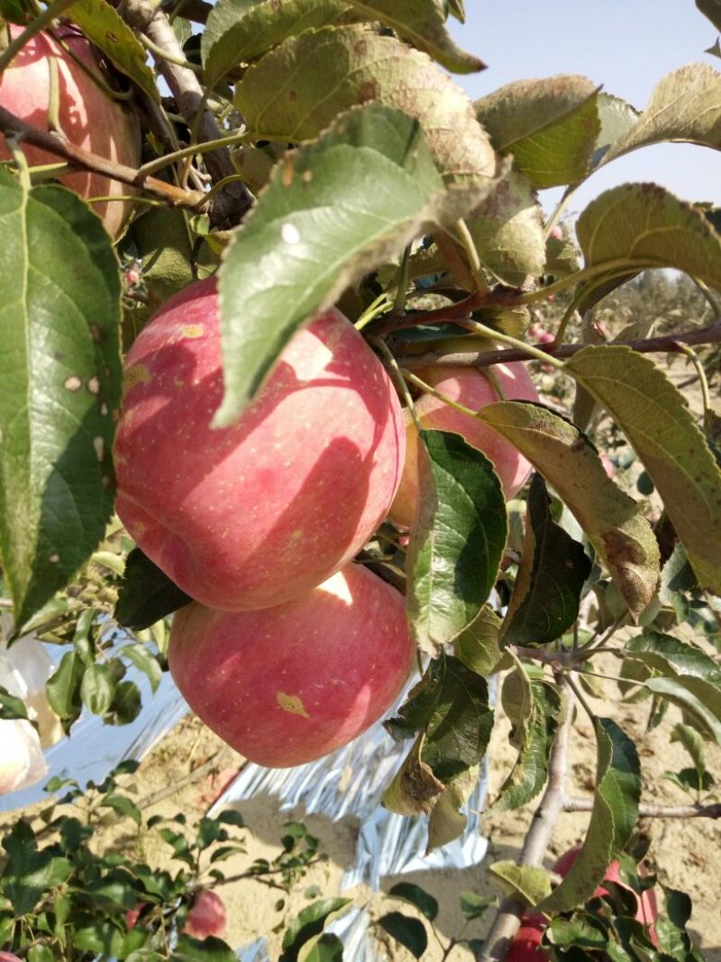 寒富苹果75mm以上纸袋