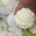 白花菜花1斤紧密乳白