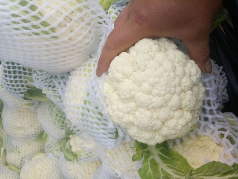 白花菜花1斤紧密乳白
