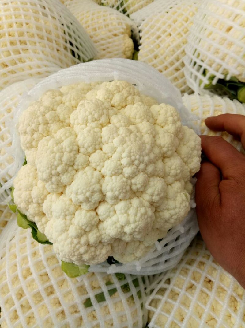白花菜花1斤紧密乳白