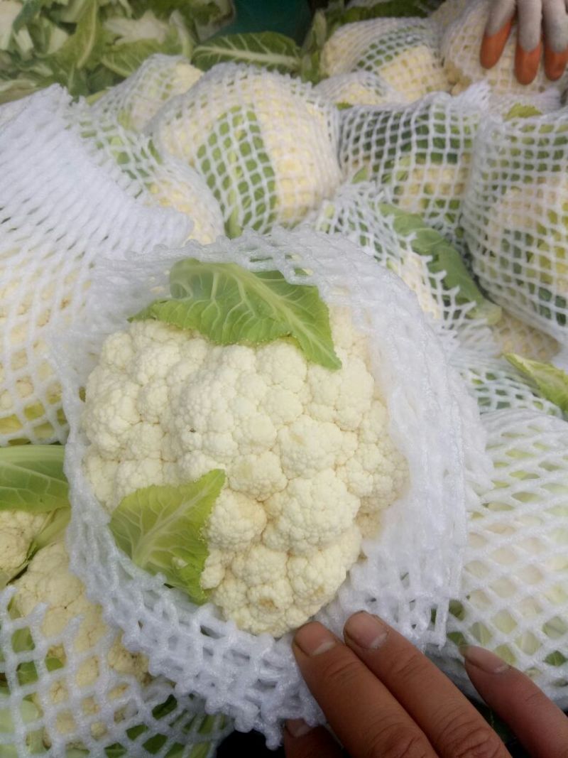 白花菜花1斤紧密乳白