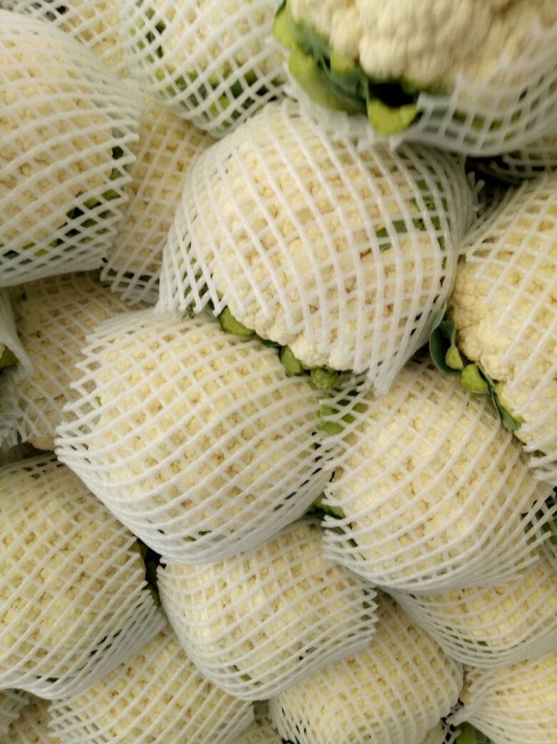 白花菜花1斤紧密乳白
