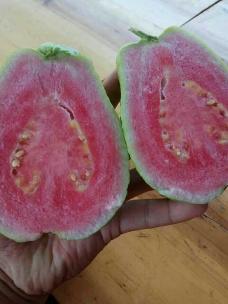 番石榴苗红心西瓜芭乐苗
