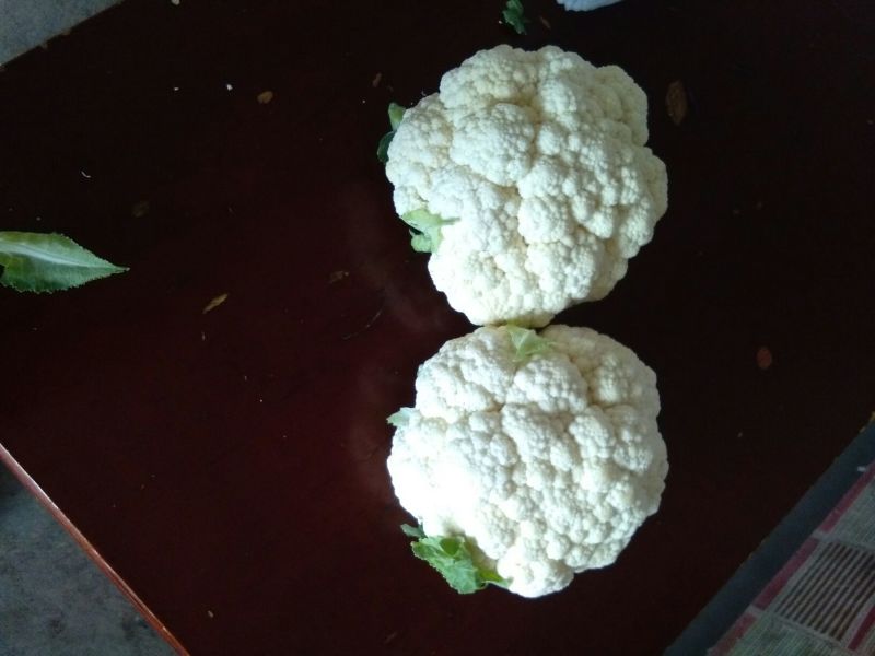 雪宝菜花