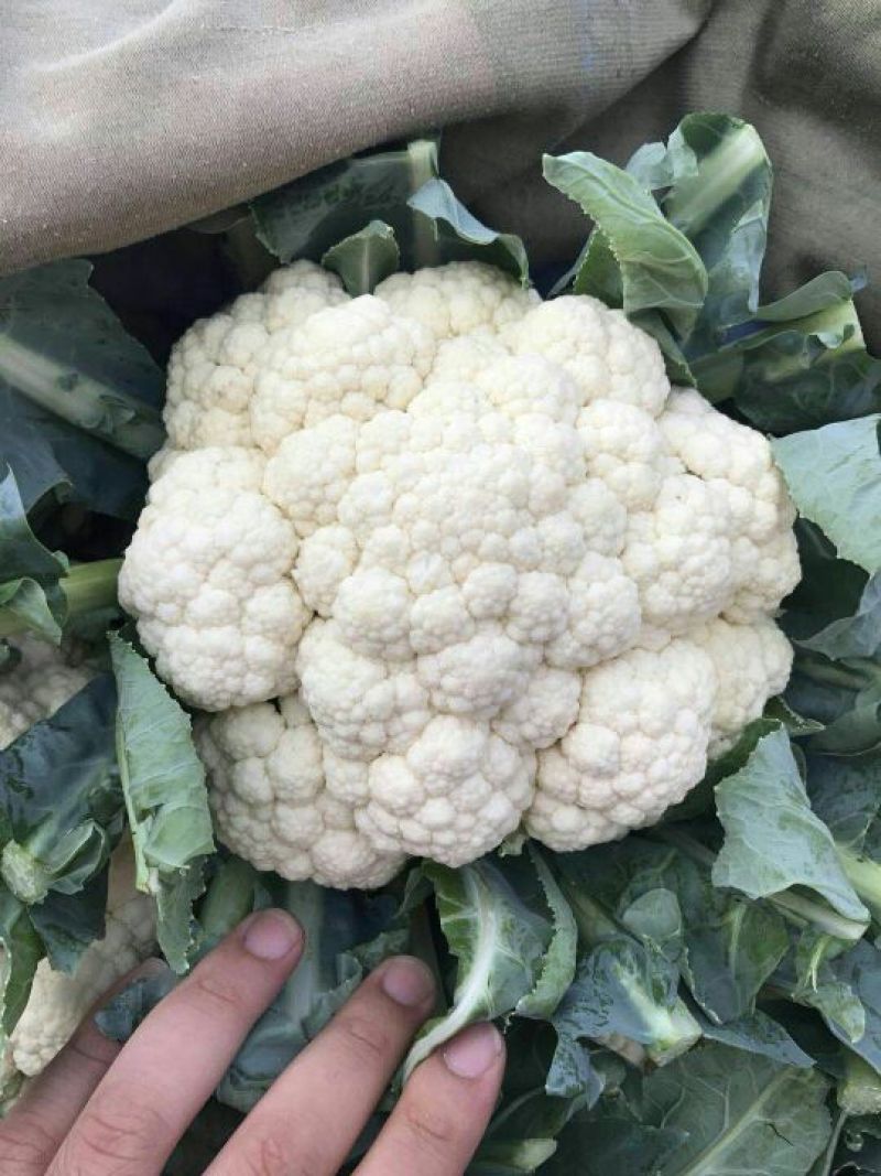 雪宝菜花