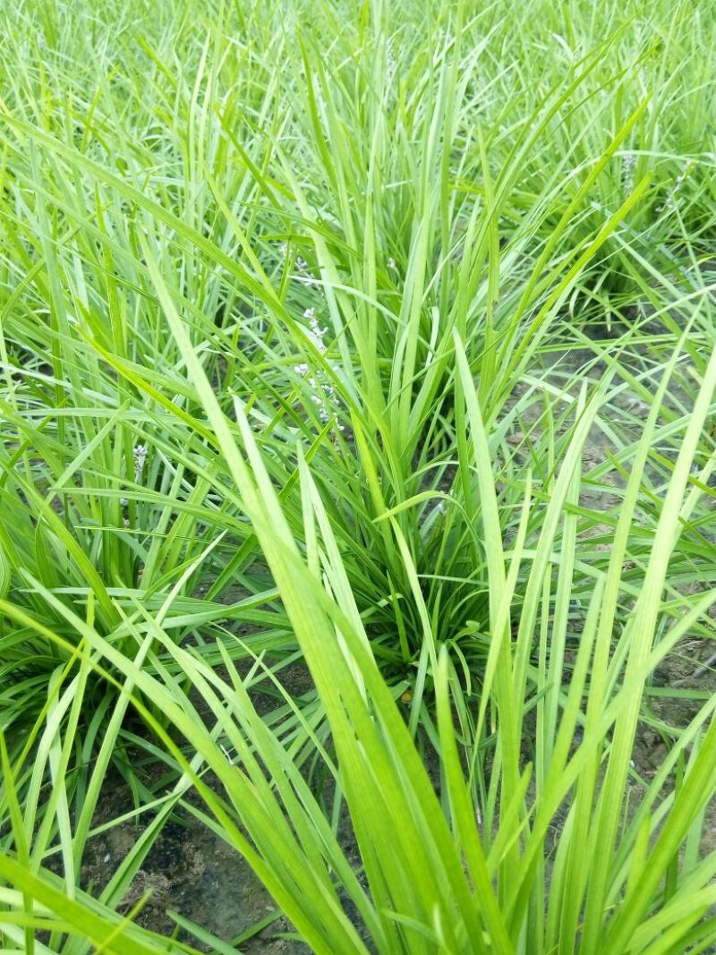 20公分麦冬草绿化工程苗产地直供客户免费包上车
