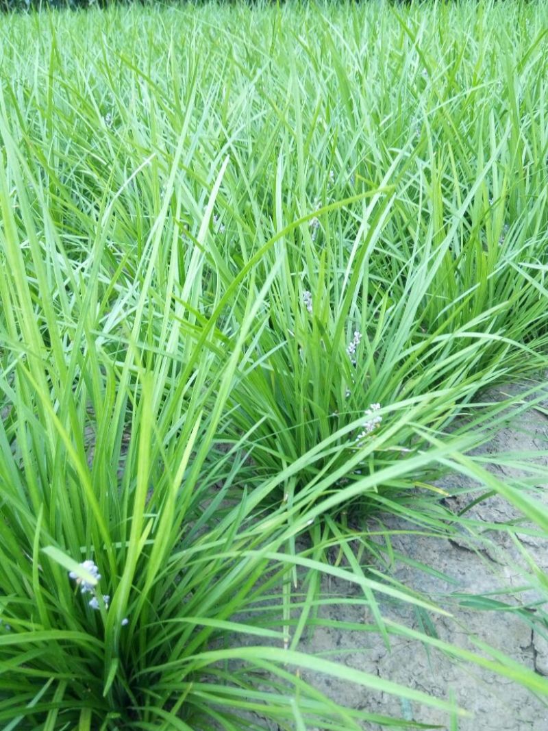 20公分麦冬草绿化工程苗产地直供客户免费包上车