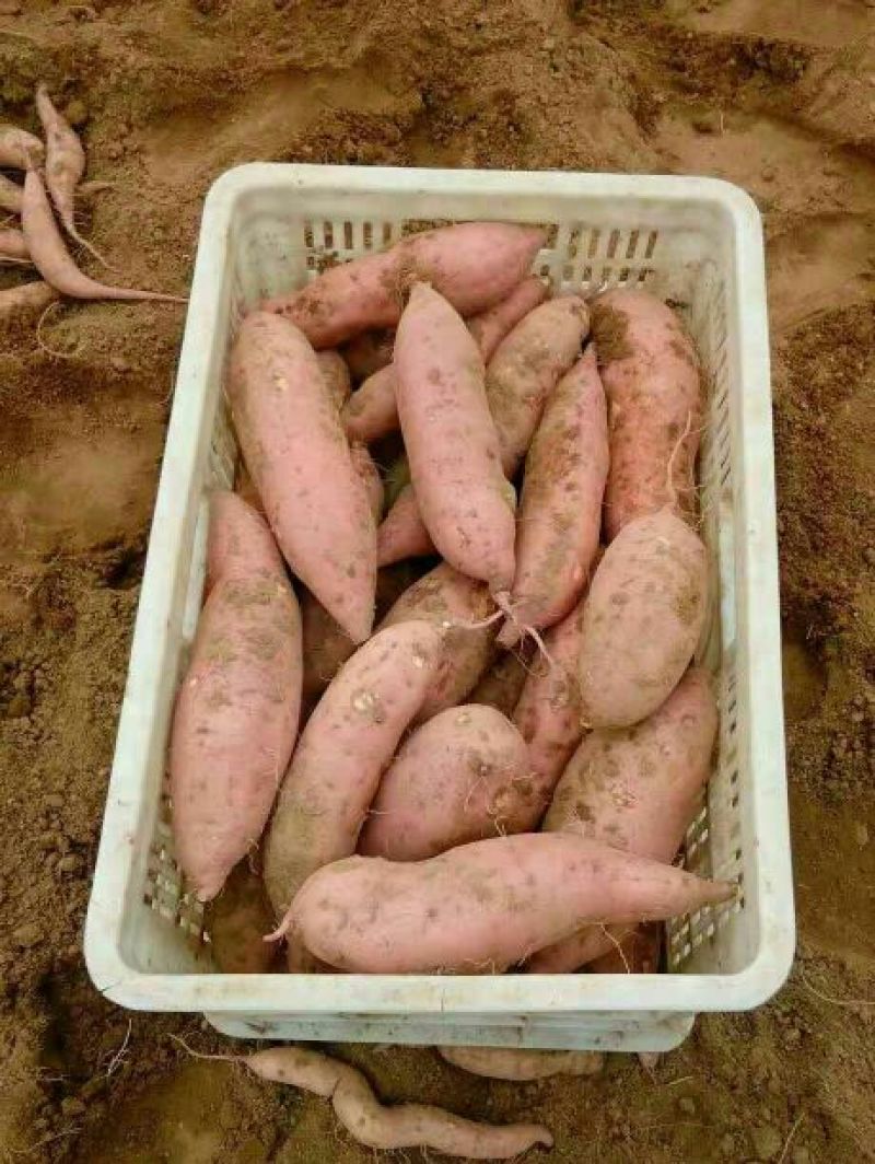 【实力热卖】龙薯9号3两以上小红薯黄心欢迎咨询下单