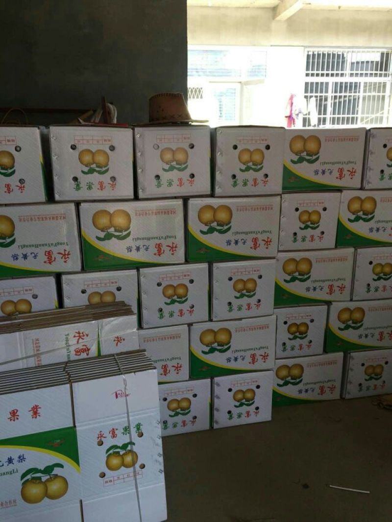 梨晚秋黄梨江苏梨