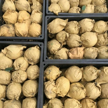 梨晚秋黄梨江苏梨