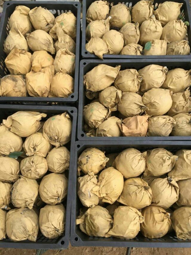 梨晚秋黄梨江苏梨