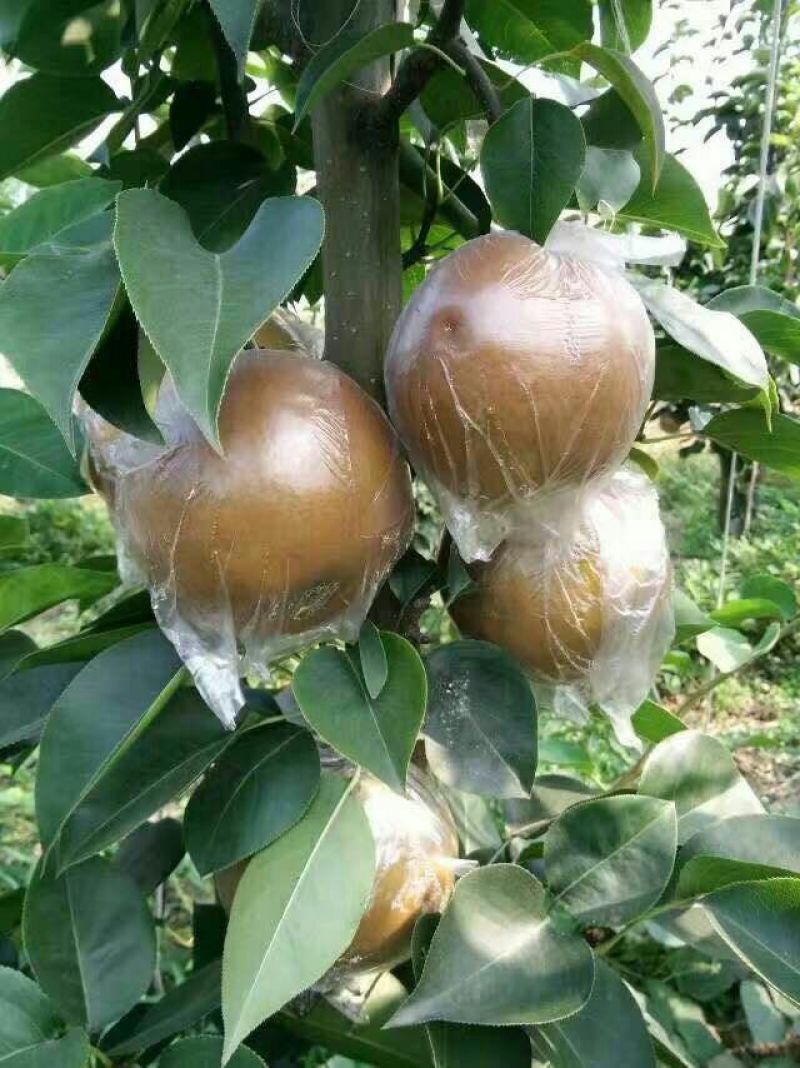 梨晚秋黄梨江苏梨