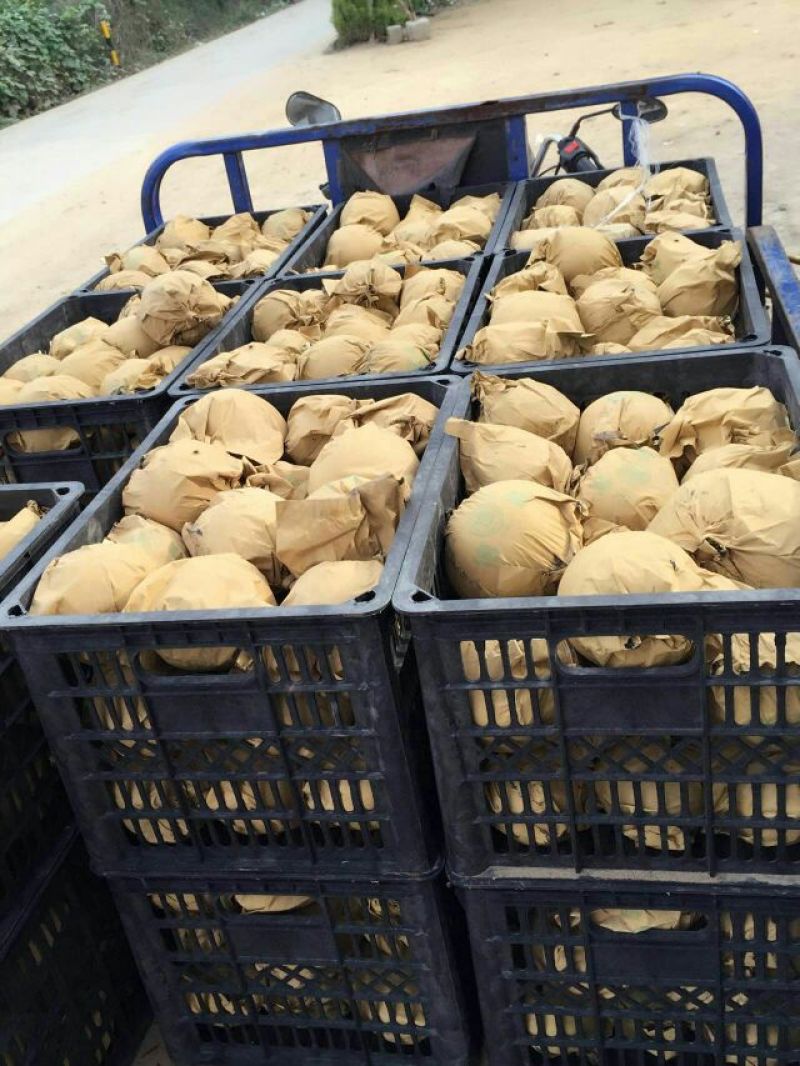 梨晚秋黄梨江苏梨