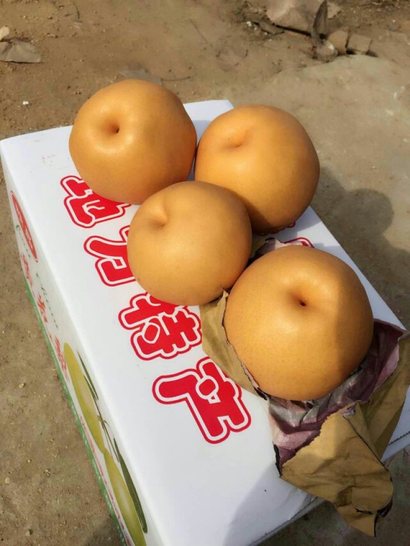 晚秋黄梨梨，东海县晚秋黄梨