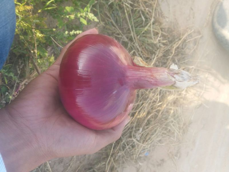 陕西精品红皮洋葱，一手货源，产地直发，欢迎咨询