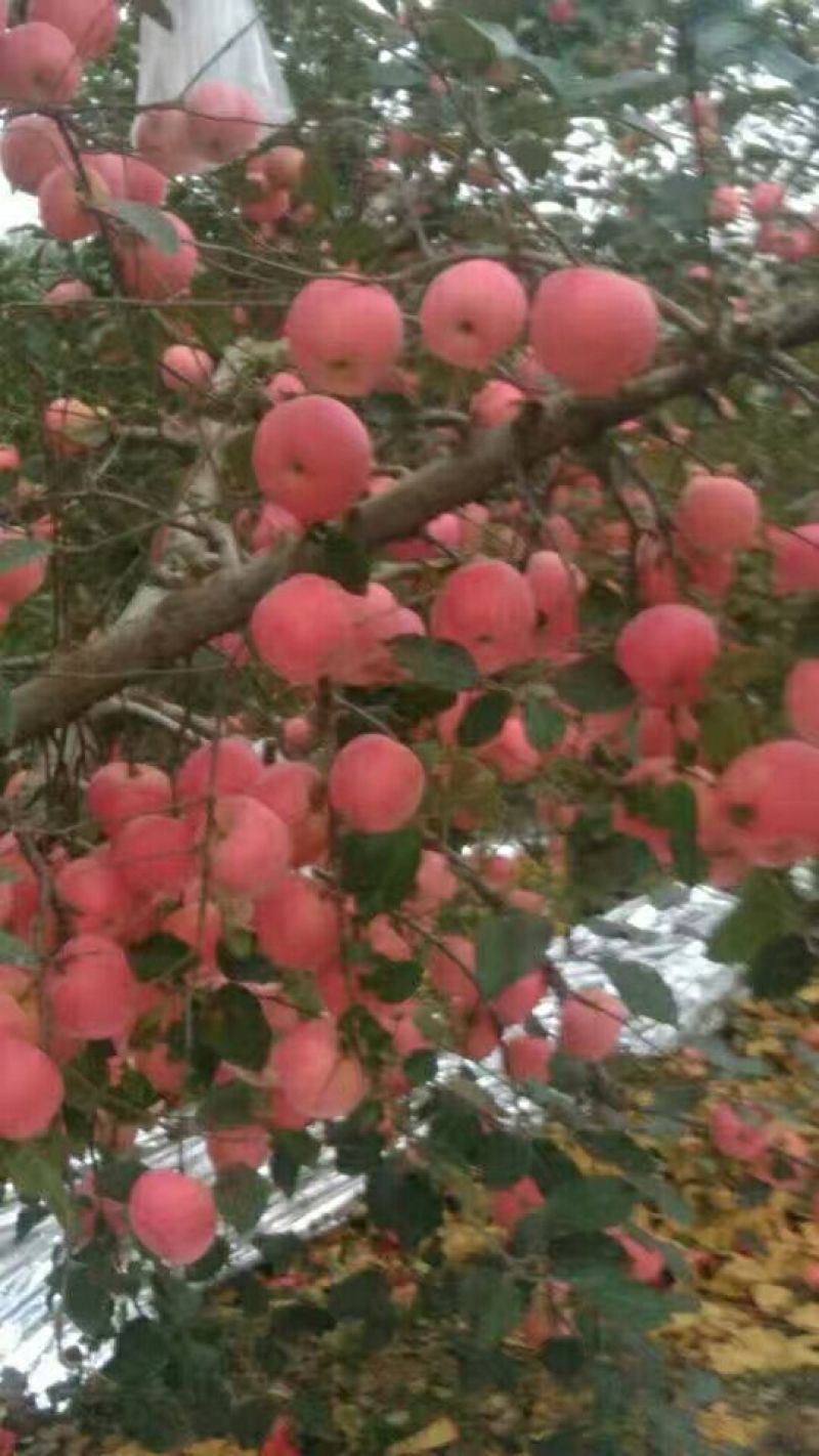 红富士苹果75mm以上纸袋