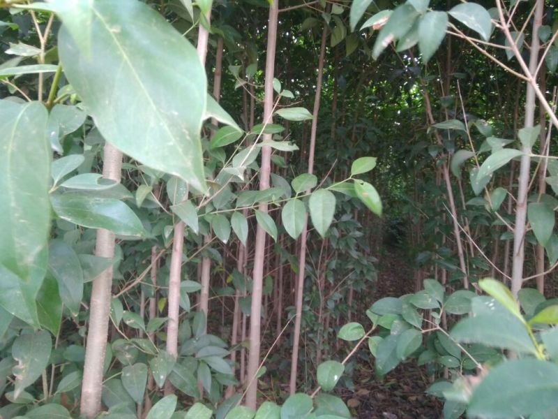 大叶女贞4cm以下