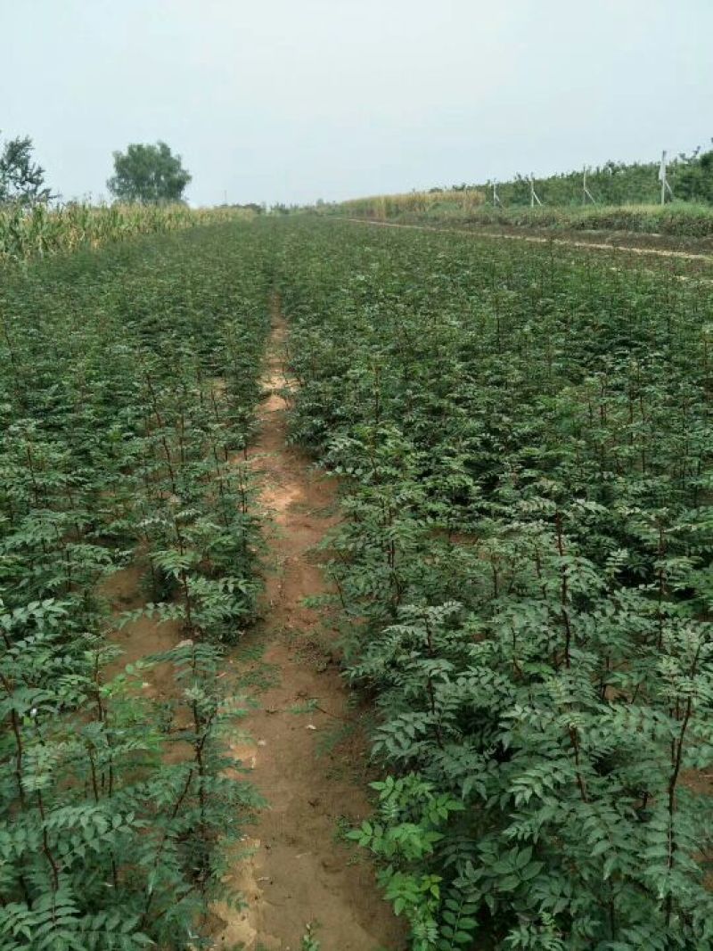 狮子头，大红袍花椒苗1~2年