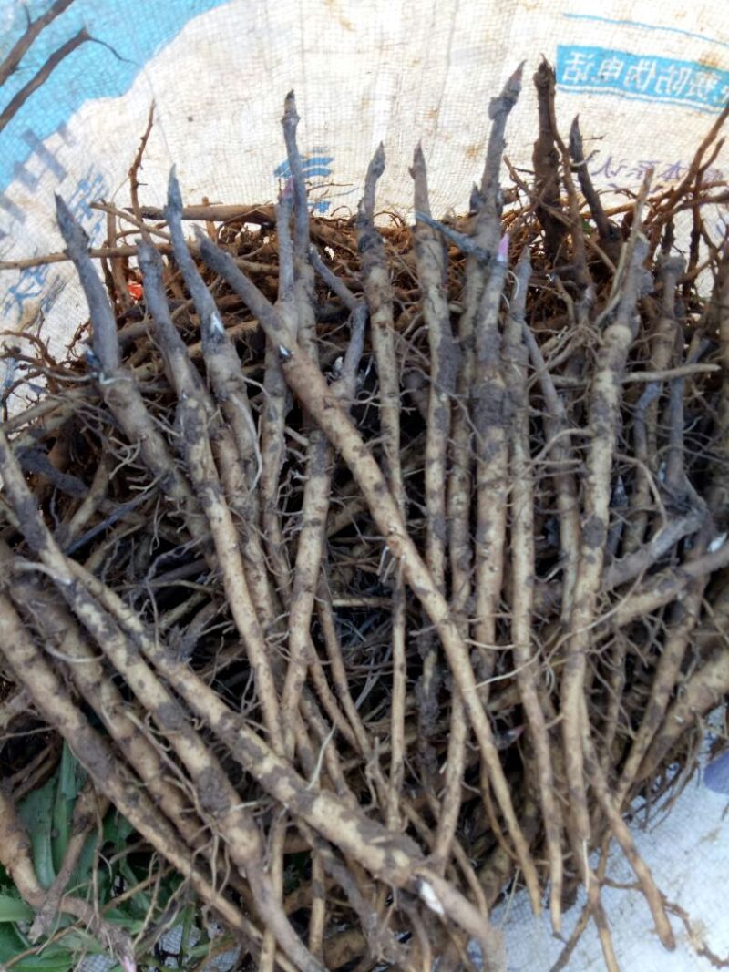 油牡丹一年苗10~20cm