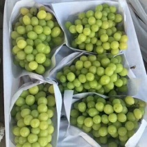 葡萄苗30~50cm1年