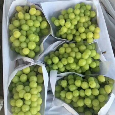 葡萄苗30~50cm1年