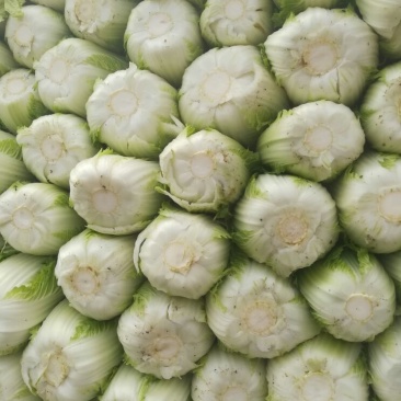 大白菜净菜4~6斤