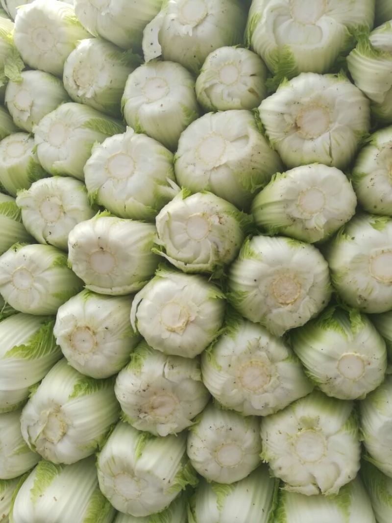 大白菜净菜4~6斤