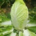 大白菜净菜4~6斤