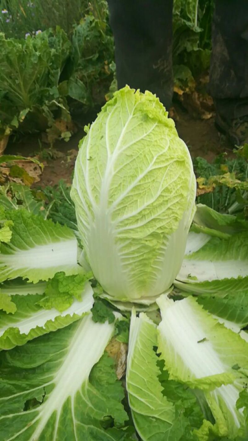 大白菜净菜4~6斤