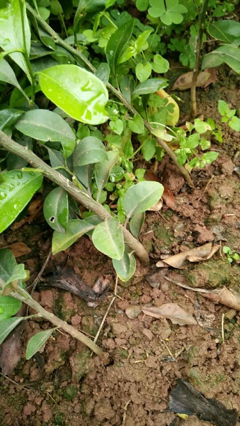 红橘苗四川本地红橘苗基地批发保湿发货种苗