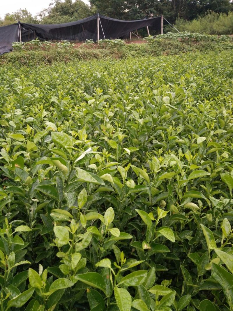 红橘苗四川本地红橘苗基地批发保湿发货种苗