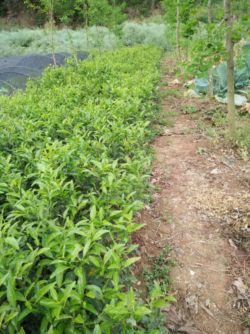 红橘苗四川本地红橘苗基地批发保湿发货种苗